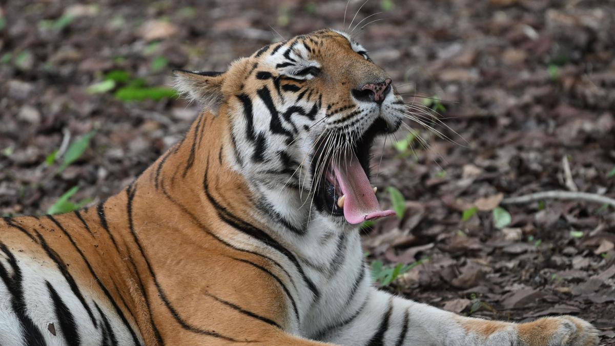 Tigress introduced in Similipal Tiger Reserve in Odisha strays into Jharkhand