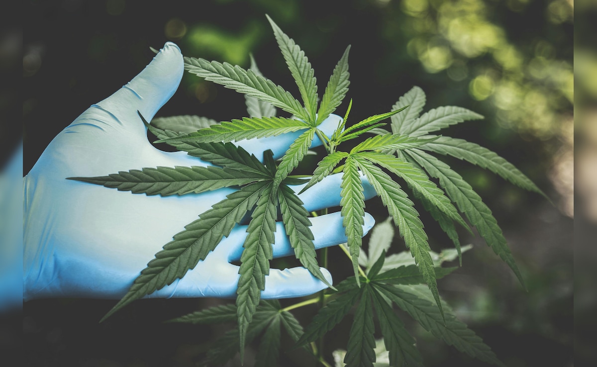 Telugu Film In Trouble With Cops Over Cannabis Cultivation Scenes In Trailer