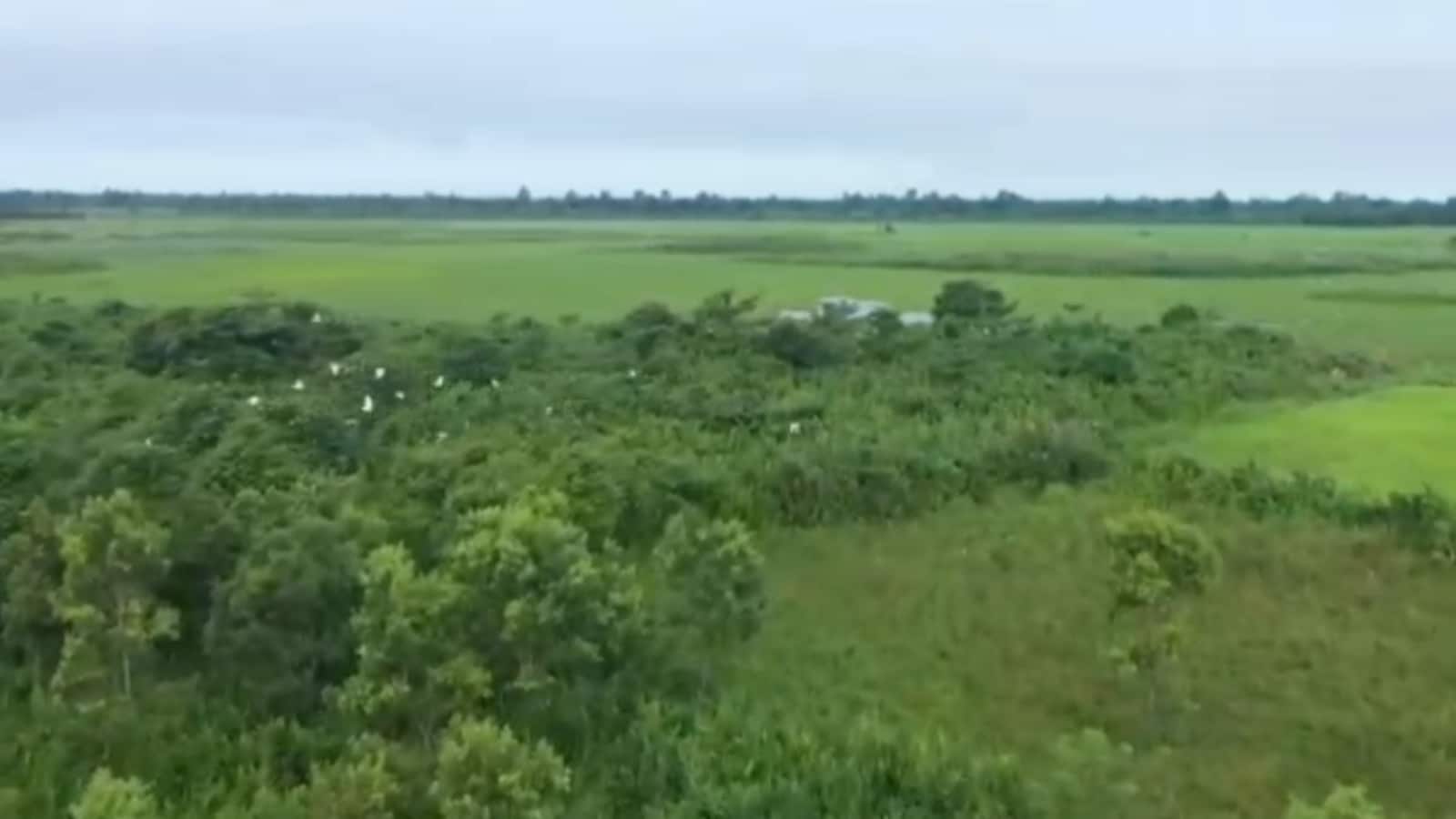 In Assam’s Dhemaji, Grazing Land Being Developed As Village Forest